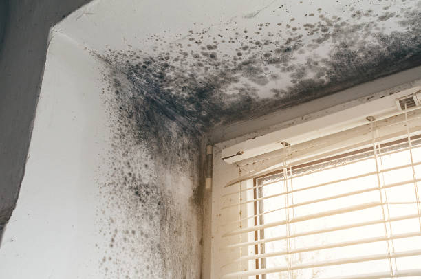 Mold Removal service in Hicksville